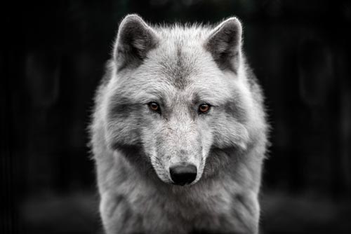 Animal Totem Le loup